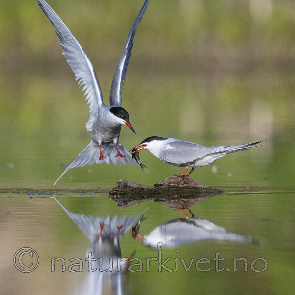 BB_20200520_0761 / Sterna hirundo / Makrellterne