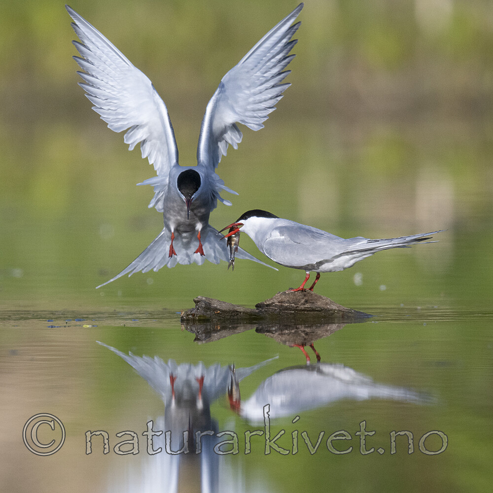 BB_20200520_0764 / Sterna hirundo / Makrellterne