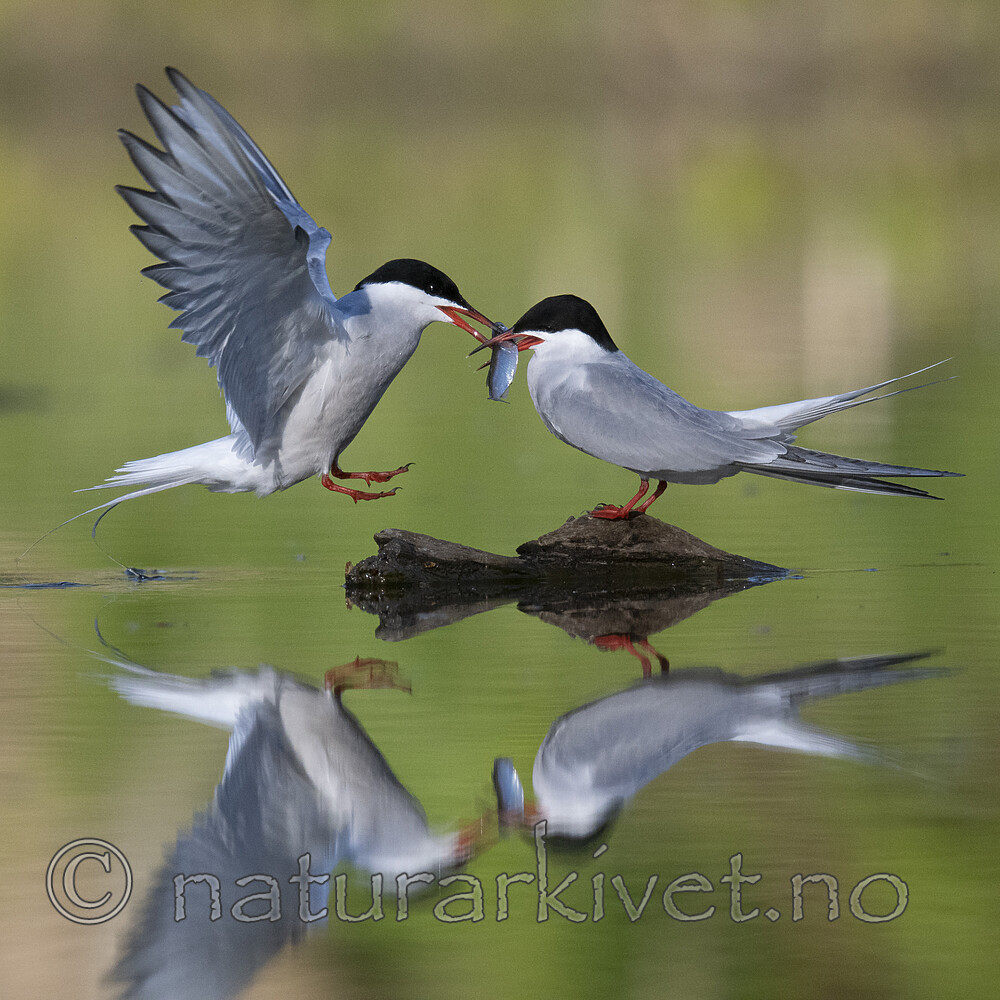 BB_20200520_0798 / Sterna hirundo / Makrellterne