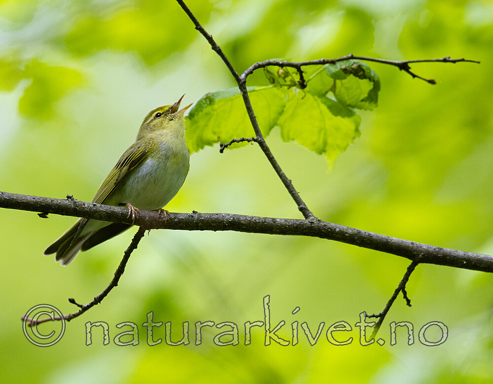 BB_20200522_0820 / Phylloscopus sibilatrix / Bøksanger