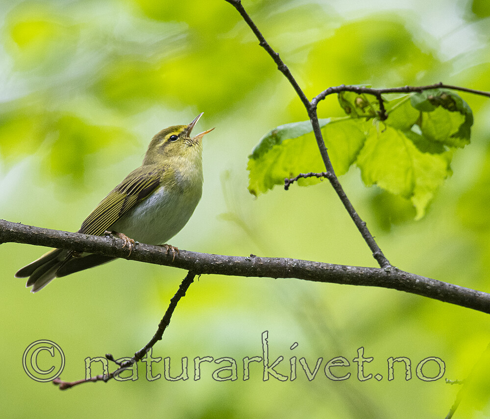 BB_20200522_0851 / Phylloscopus sibilatrix / Bøksanger