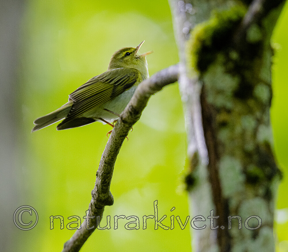 BB_20200524_0044 / Phylloscopus sibilatrix / Bøksanger
