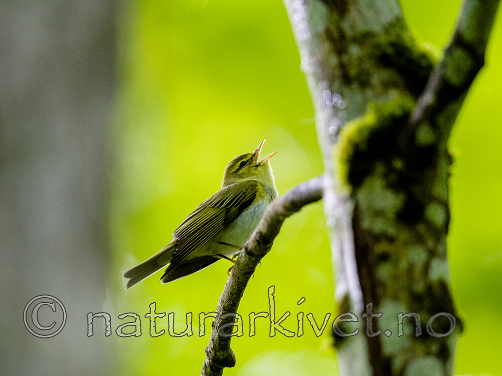 BB_20200524_0047 / Phylloscopus sibilatrix / Bøksanger