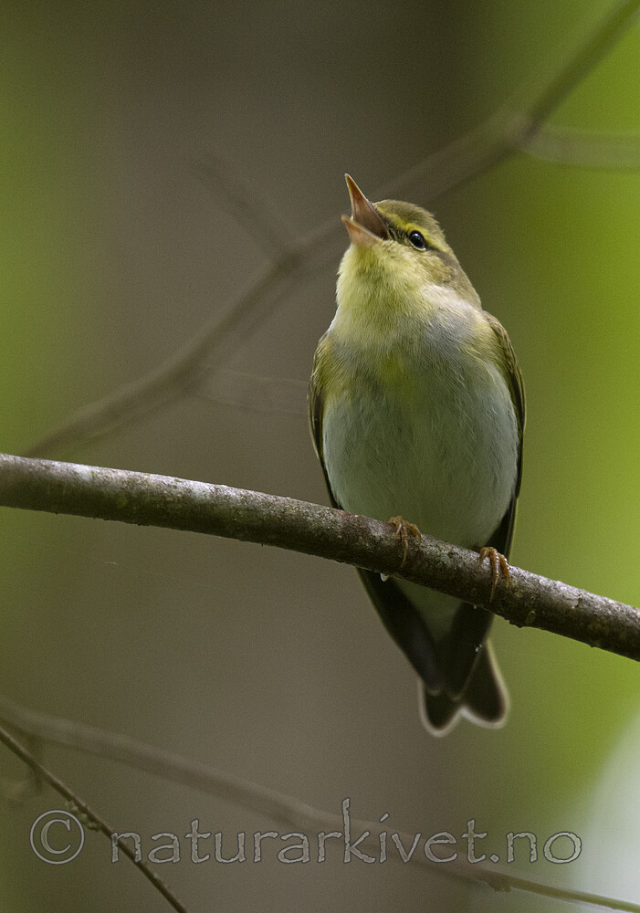BB_20200524_0140 / Phylloscopus sibilatrix / Bøksanger