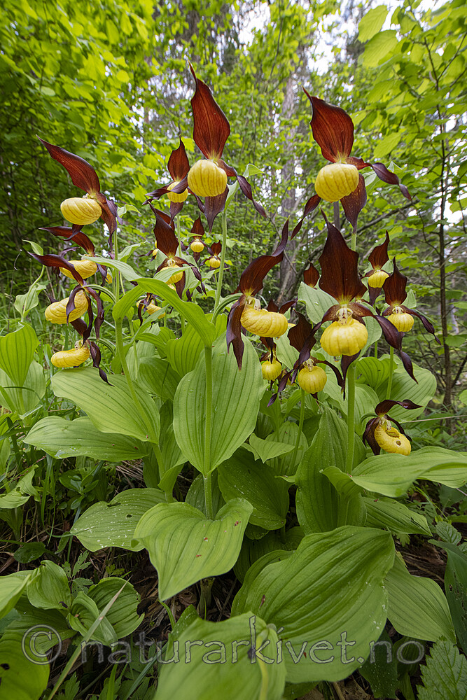 BB_20200608_0025 / Cypripedium calceolus / Marisko