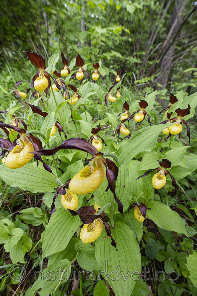 BB_20200608_0029 / Cypripedium calceolus / Marisko