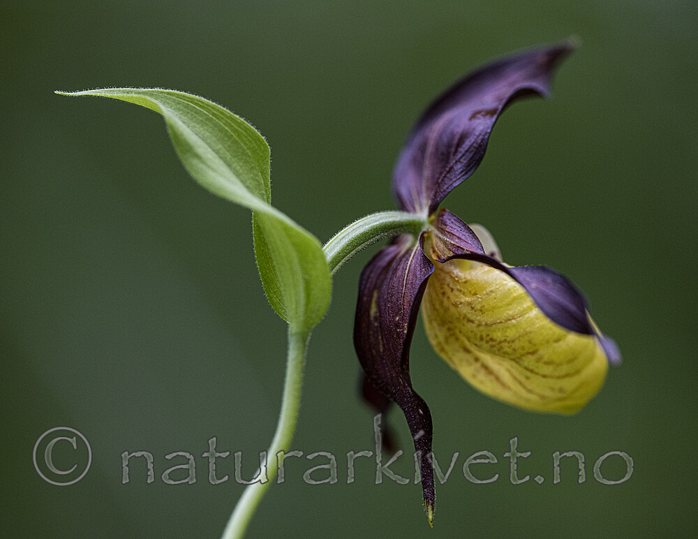 BB_20200608_0051 / Cypripedium calceolus / Marisko
