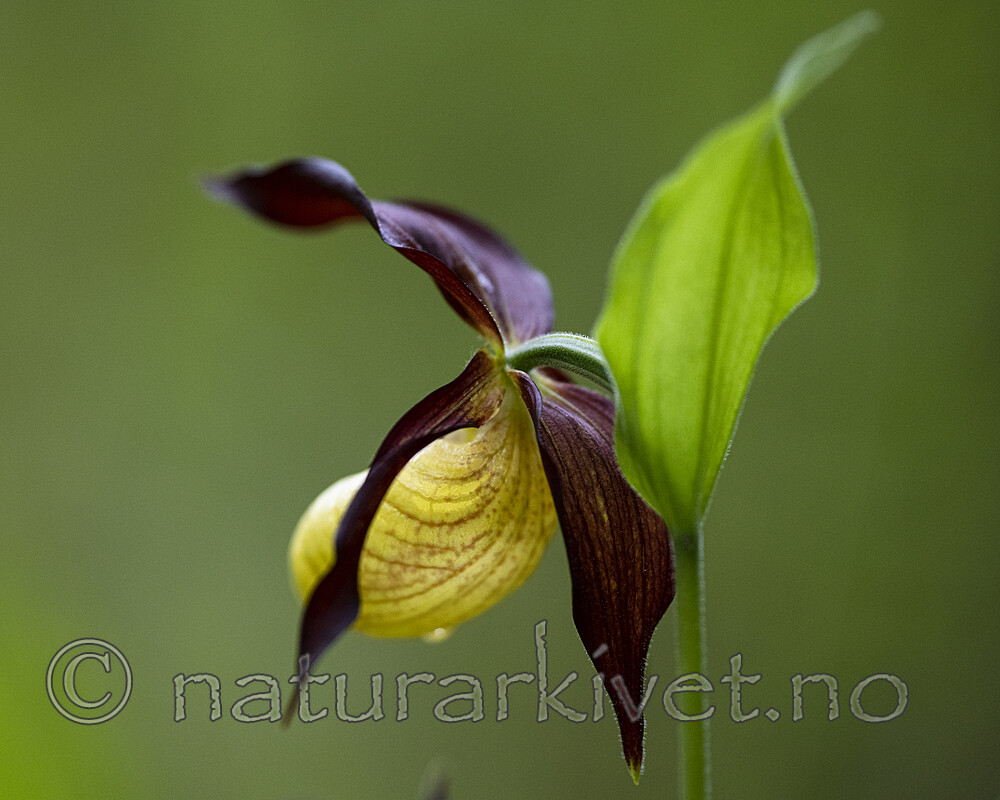 BB_20200608_0102 / Cypripedium calceolus / Marisko