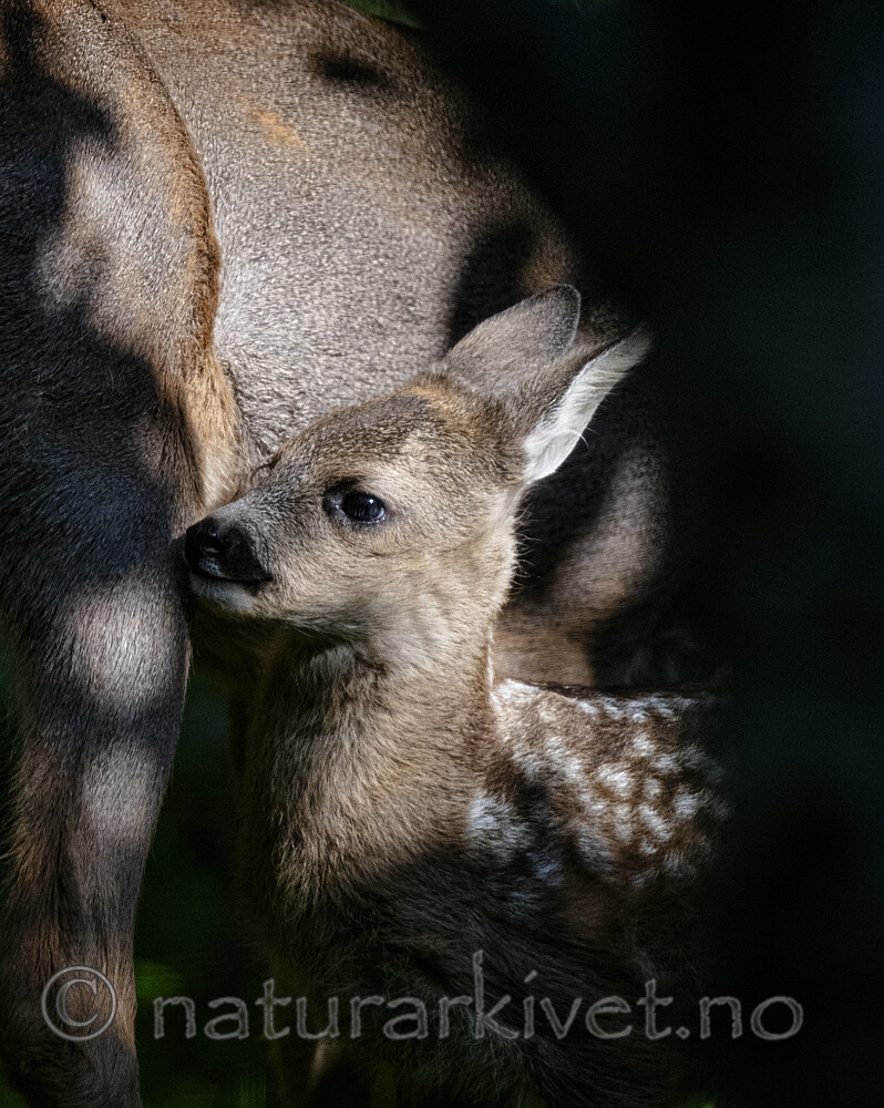 BB_20200612_0012 / Capreolus capreolus / Rådyr
