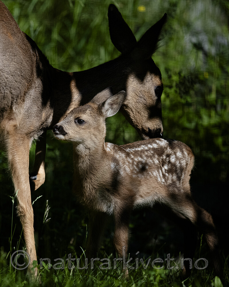 BB_20200612_0020 / Capreolus capreolus / Rådyr