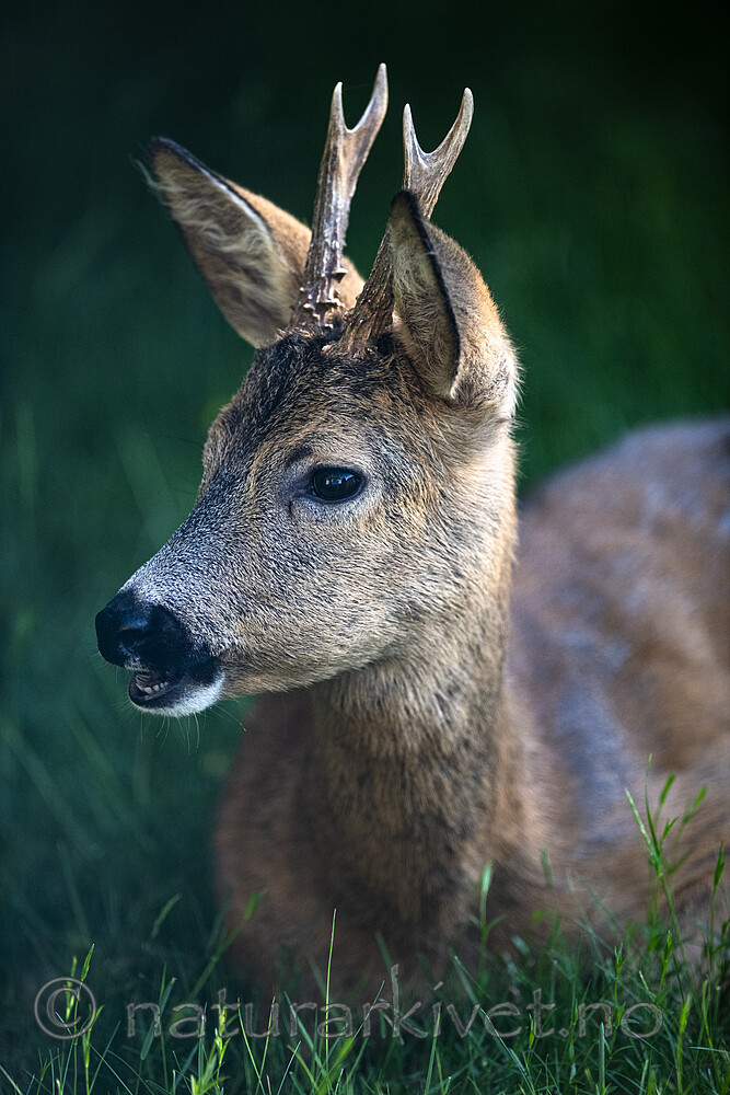 BB_20200613_0169 / Capreolus capreolus / Rådyr