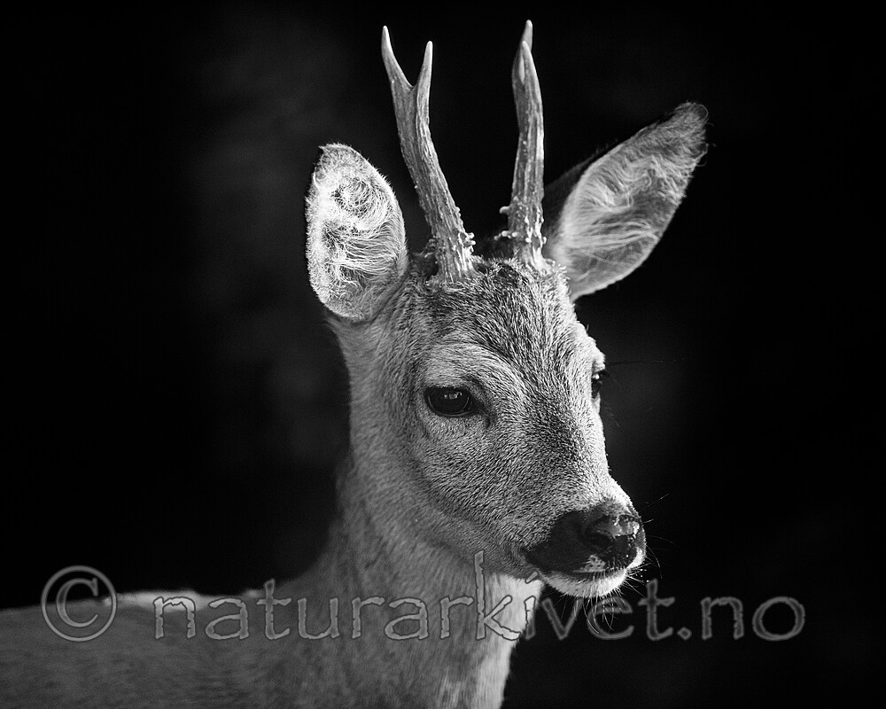 BB_20200613_0181-2 / Capreolus capreolus / Rådyr