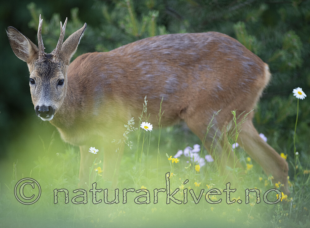 BB_20200613_0218 / Capreolus capreolus / Rådyr
