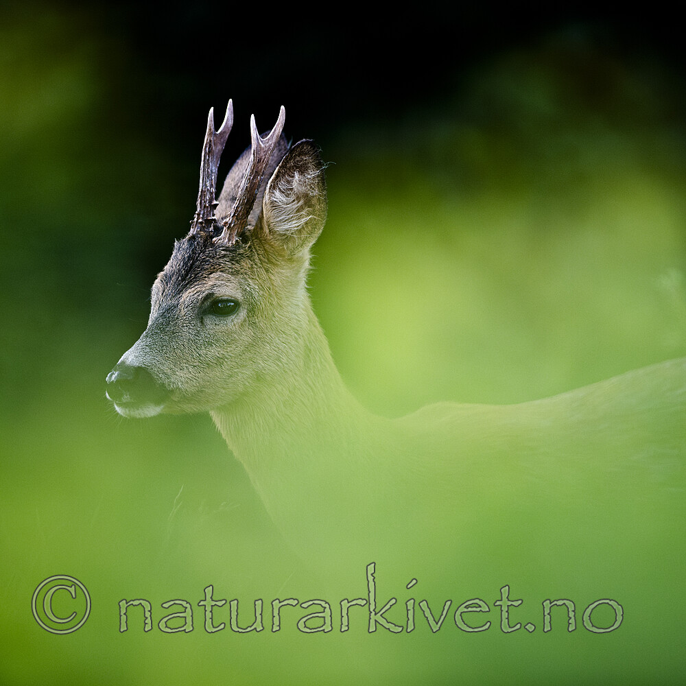 BB_20200613_0231 / Capreolus capreolus / Rådyr