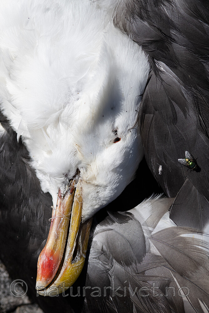 BB_20200614_0361 / Larus marinus / Svartbak