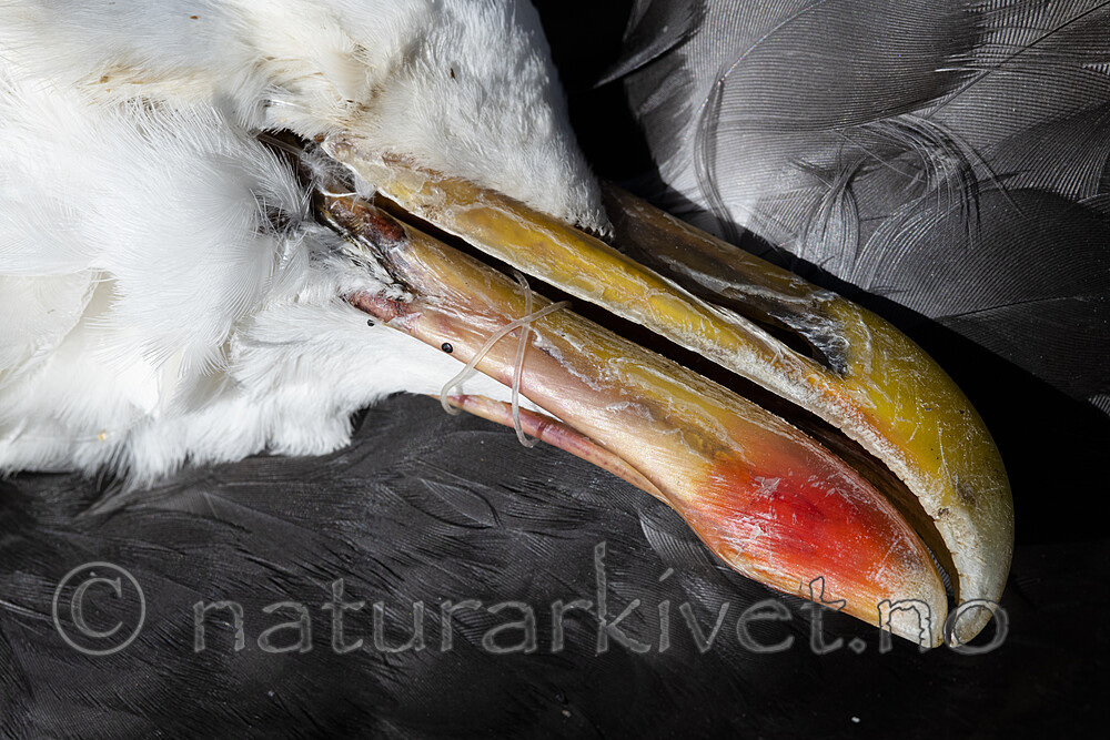 BB_20200614_0367 / Larus marinus / Svartbak
