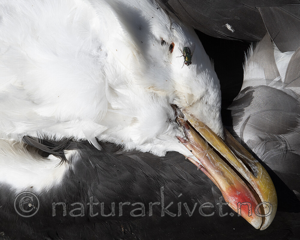 BB_20200614_0373 / Larus marinus / Svartbak