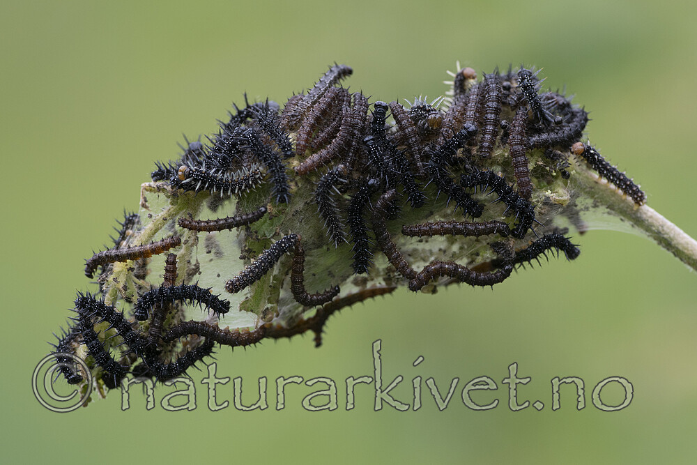 BB_20200622_0046 / Aglais urticae / Neslesommerfugl <br /> Urtica dioica / Stornesle