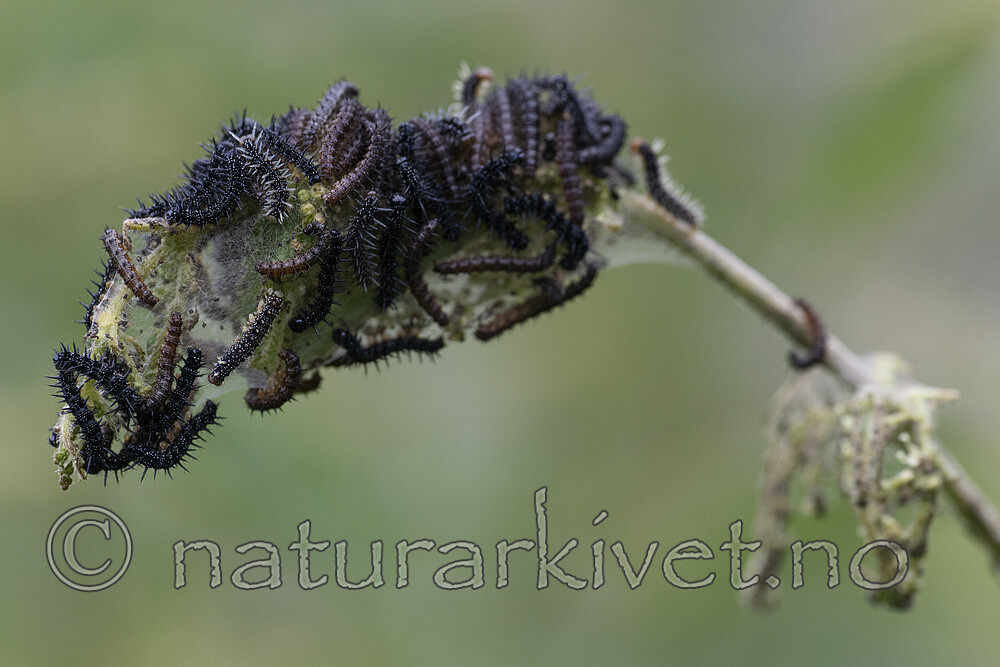 BB_20200622_0067 / Aglais urticae / Neslesommerfugl <br /> Urtica dioica / Stornesle