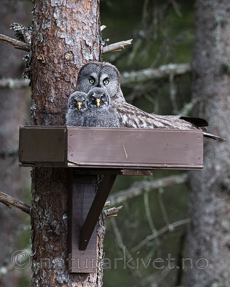 BB_20200629_0238 / Strix nebulosa / Lappugle