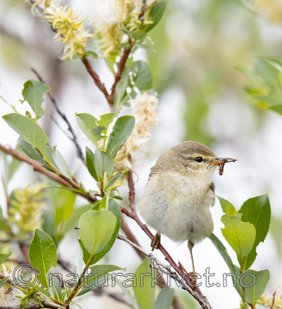 BB_20200703_0191 / Phylloscopus trochilus / Løvsanger