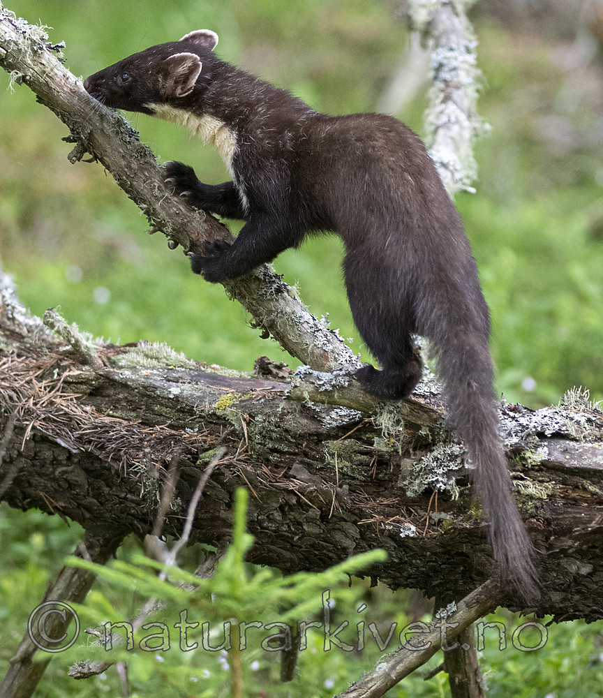 BB_20200704_0025 / Martes martes / Mår