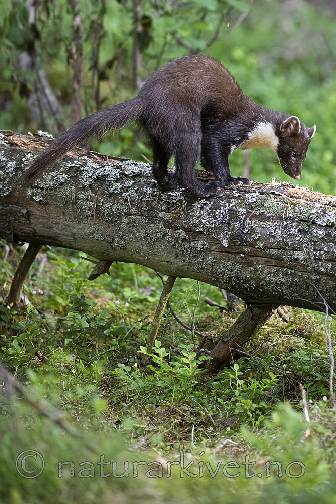 BB_20200704_0034 / Martes martes / Mår