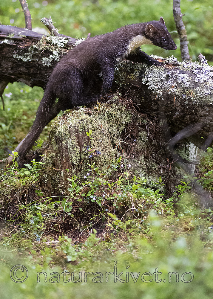 BB_20200706_0033 / Martes martes / Mår