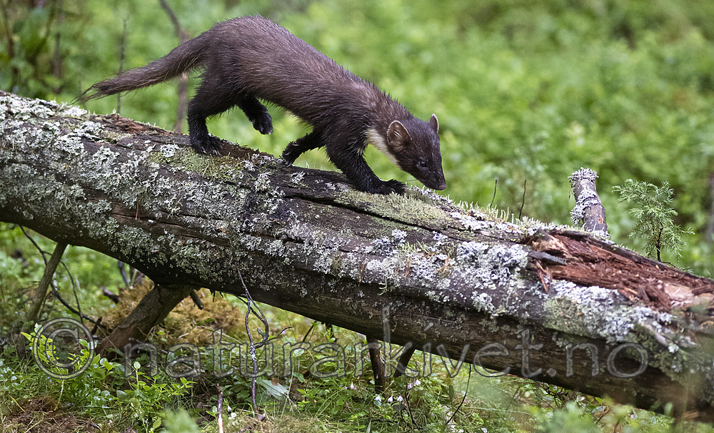 BB_20200706_0040 / Martes martes / Mår