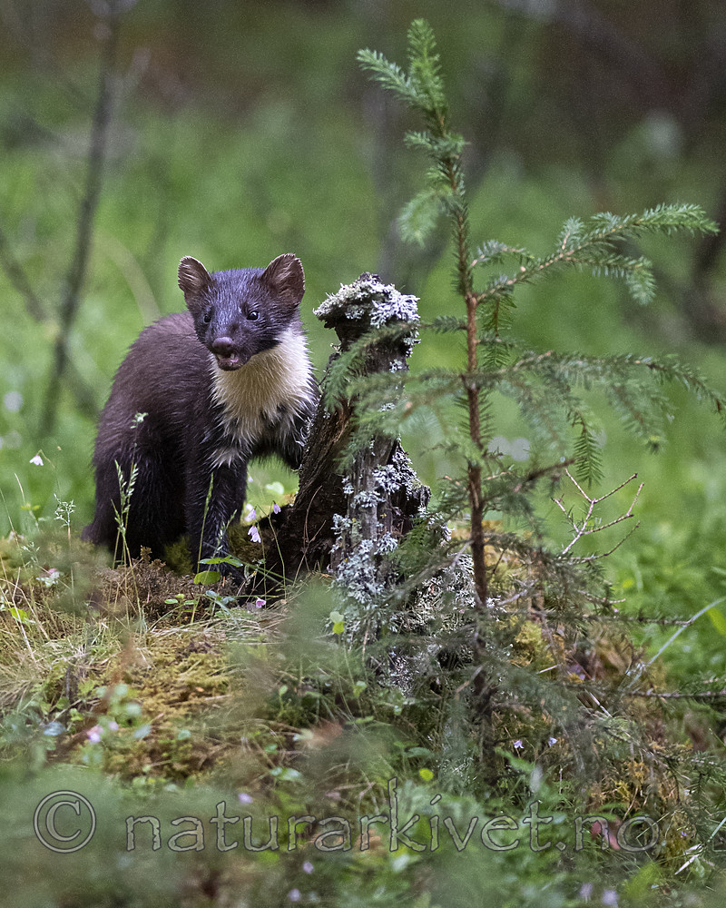 BB_20200706_0052 / Martes martes / Mår