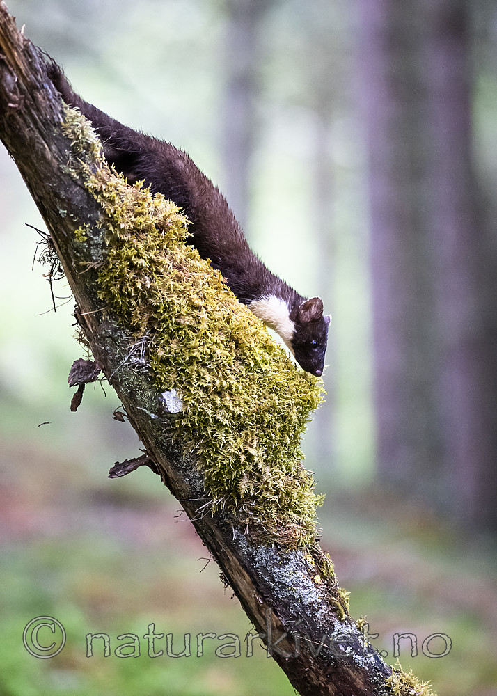 BB_20200706_0073 / Martes martes / Mår