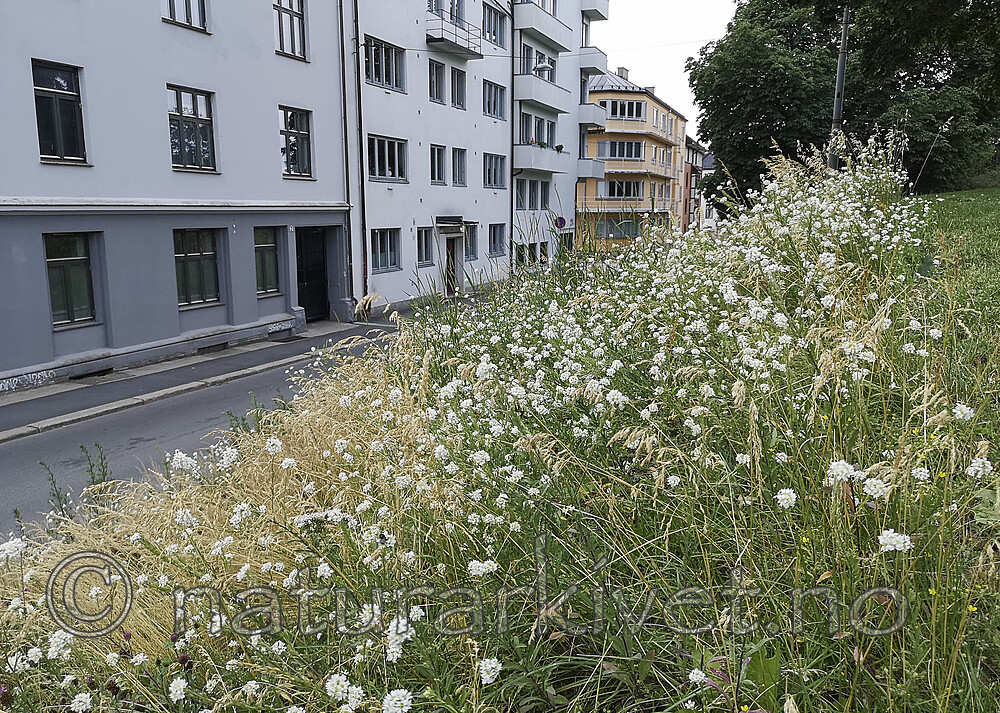 BB_20200708_0007 / Berteroa incana / Hvitdodre