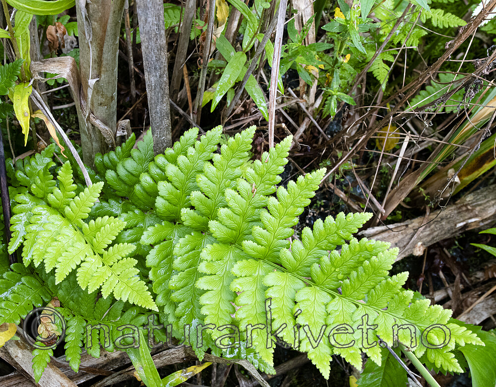 BB_20200716_0132 / Dryopteris cristata / Vasstelg
