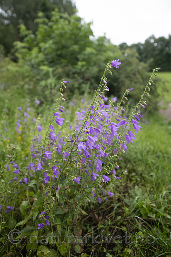 BB_20200719_0215 / Campanula rapunculoides / Ugrasklokke
