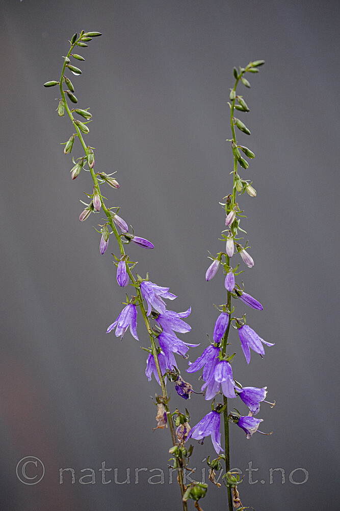 BB_20200719_0364 / Campanula rapunculoides / Ugrasklokke