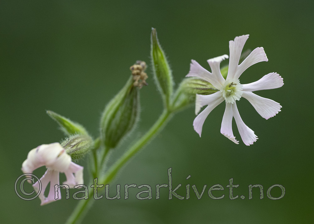 BB_20200719_0367 / Silene noctiflora / Nattsmelle