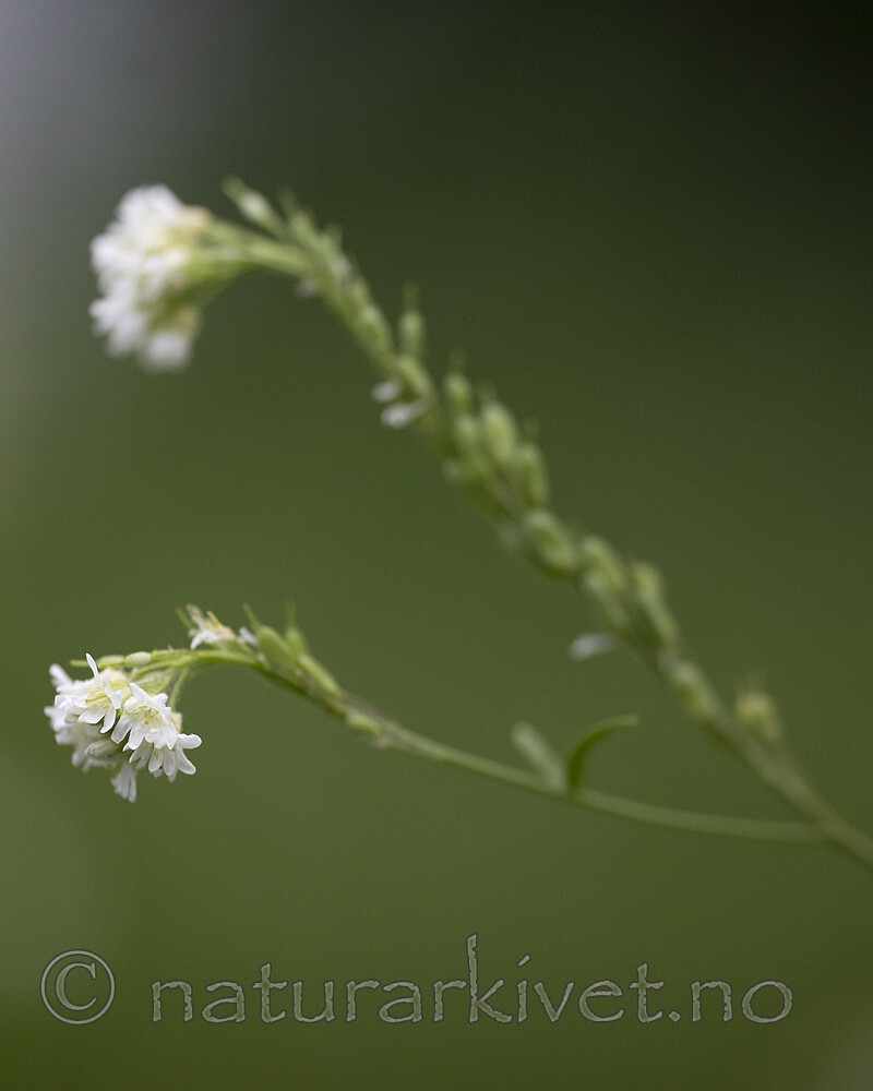 BB_20200719_0439 / Berteroa incana / Hvitdodre