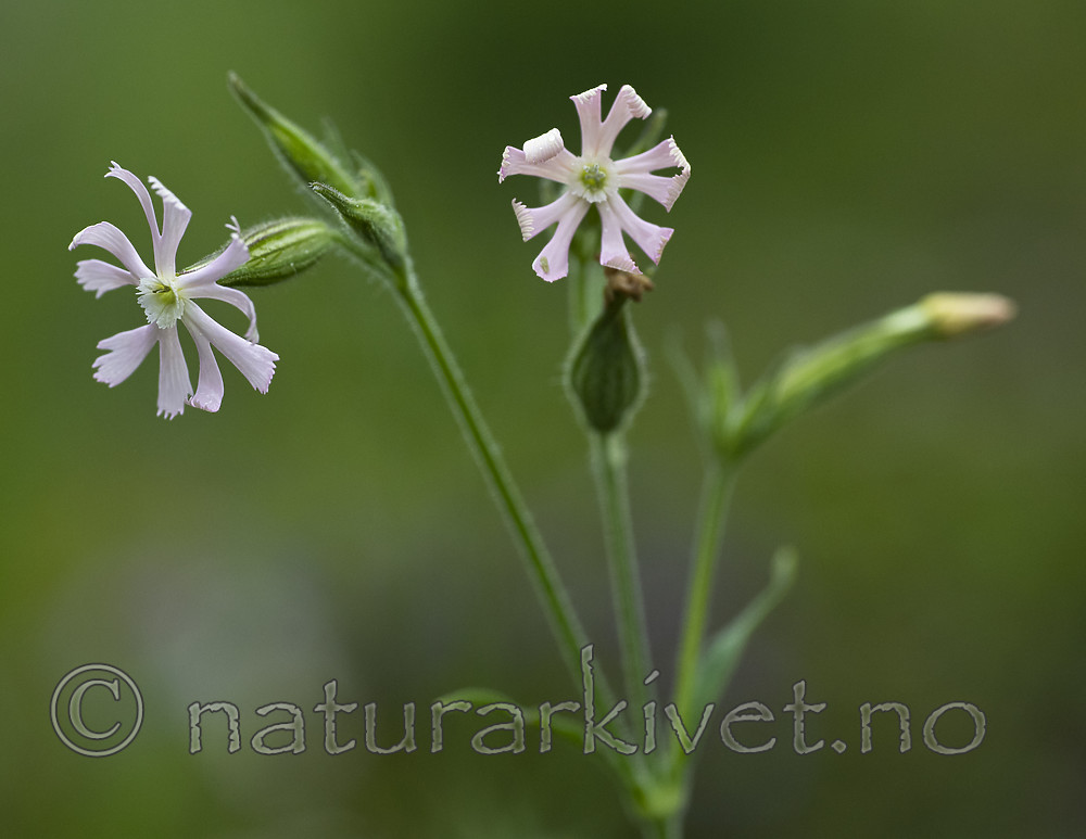 BB_20200719_0453 / Silene noctiflora / Nattsmelle