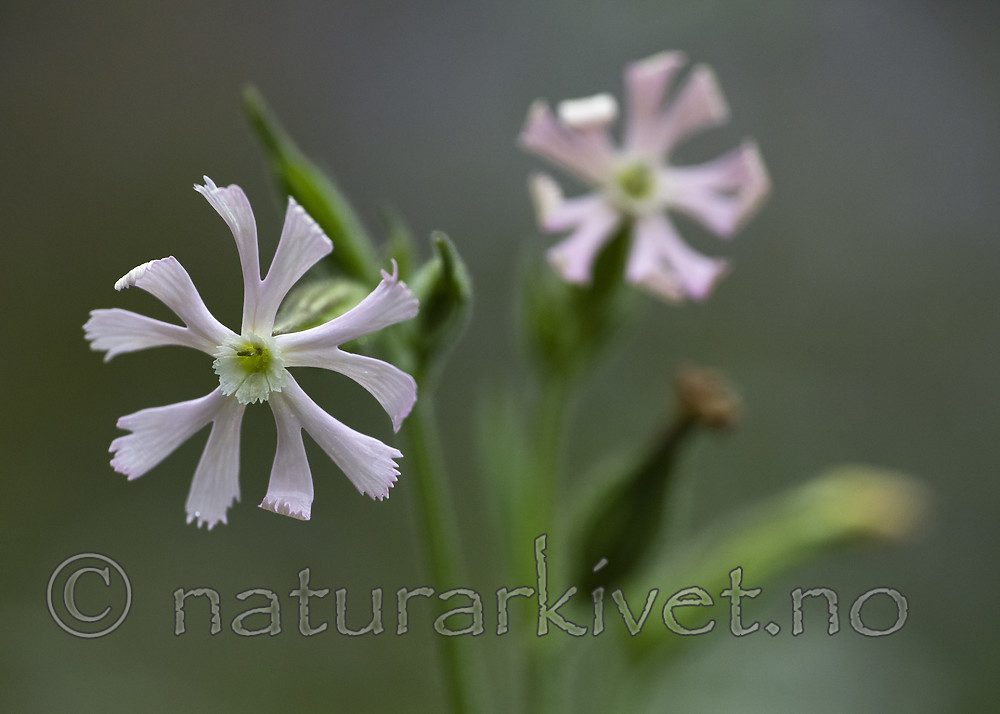 BB_20200719_0459 / Silene noctiflora / Nattsmelle
