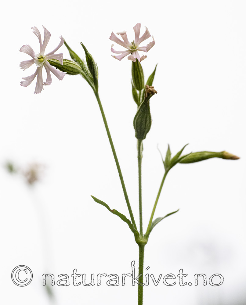 BB_20200719_0471 / Silene noctiflora / Nattsmelle