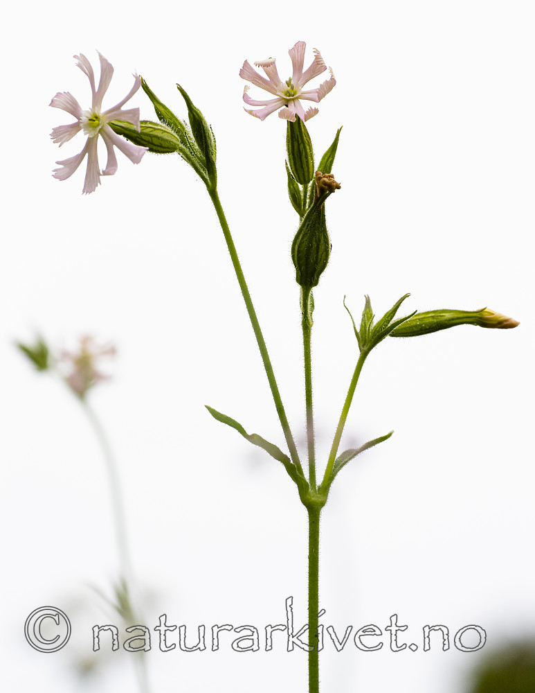BB_20200719_0477 / Silene noctiflora / Nattsmelle