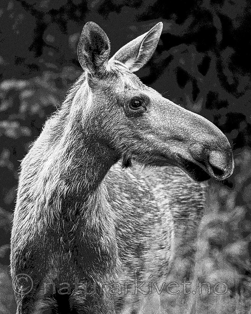 BB_20200720_0237_1 / Alces alces / Elg