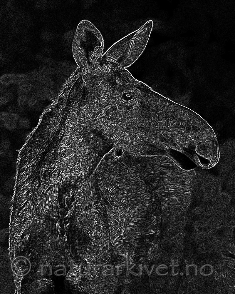 BB_20200720_0237_2 / Alces alces / Elg