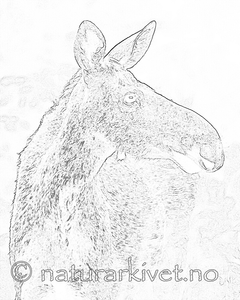 BB_20200720_0237_3 / Alces alces / Elg