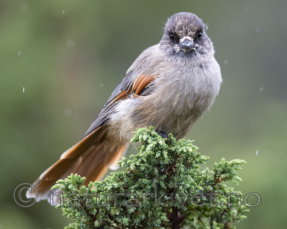 BB_20200721_0056 / Perisoreus infaustus / Lavskrike