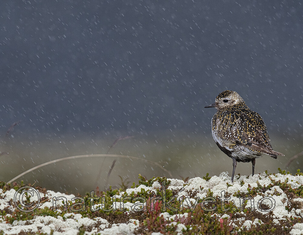 BB_20200722_0153 / Pluvialis apricaria / Heilo