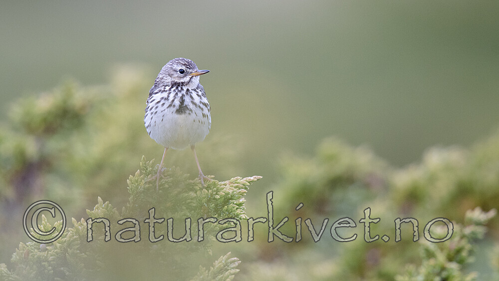 BB_20200722_0239 / Anthus pratensis / Heipiplerke