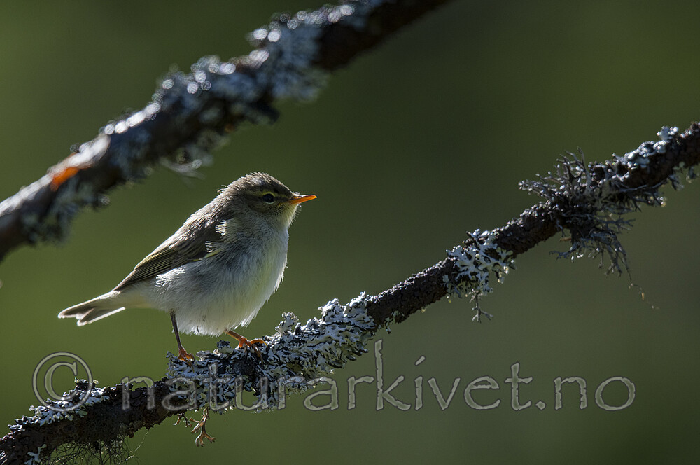 BB_20200723_0381 / Phylloscopus trochilus / Løvsanger