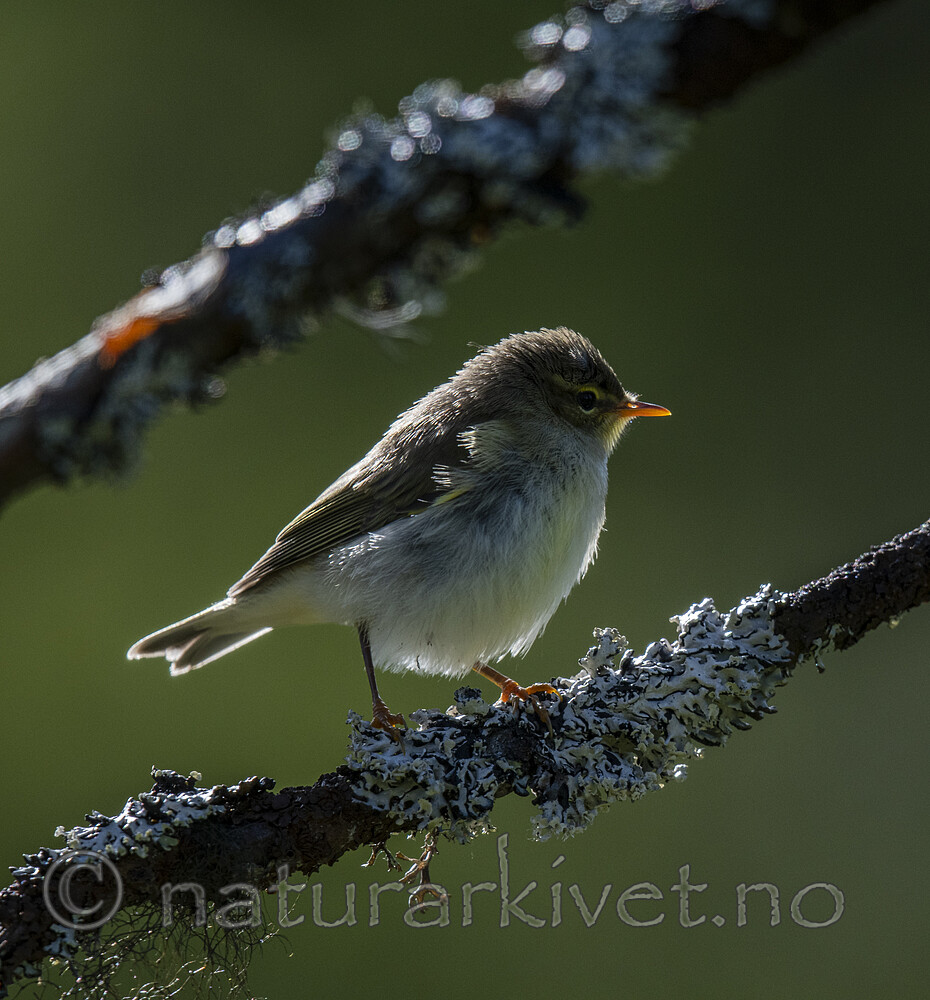 BB_20200723_0383 / Phylloscopus trochilus / Løvsanger