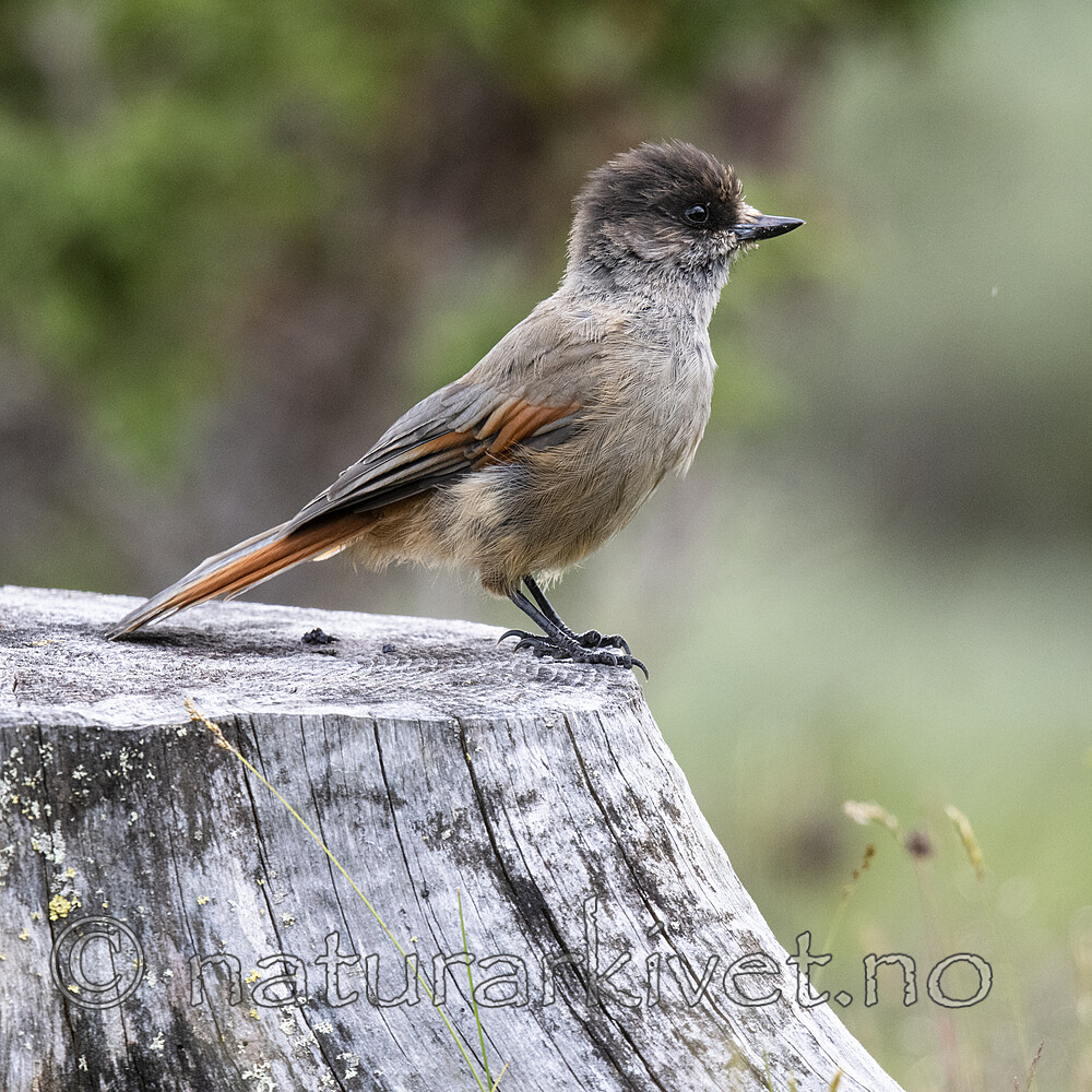BB_20200723_0392 / Perisoreus infaustus / Lavskrike